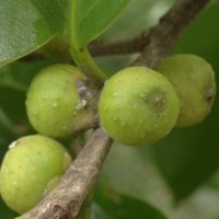 Ficus microcarpa L.f.